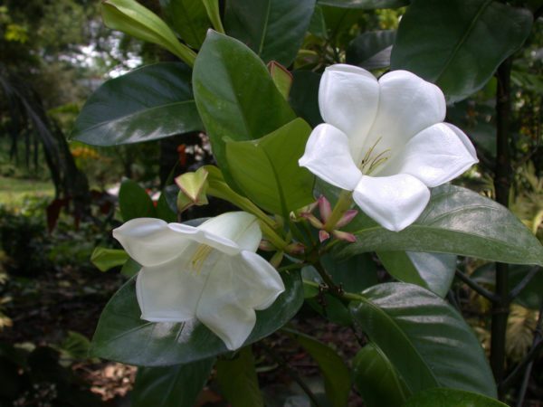 April_Lily-Tree-Portlandia-grandiflora-600x450