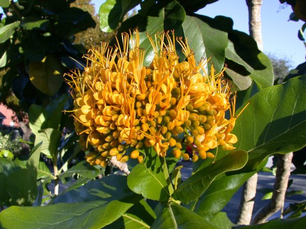 March_Golden-Bouquet-Tree-Deplanchea-tetraphylla-600x450