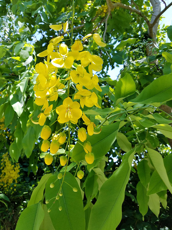 1_June_Gold-Shower-Tree-Cassia-fistula