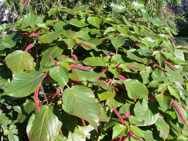 May_Chenille-Plant-Acalypha-hispida-Foxtails-600x450
